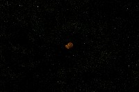 藏品(微小螺)的圖片